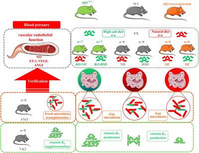 Gut Microbiota-Related Evidence Provides New Insights Into the Association Between Activating Transcription Factor 4 and Development of Salt-Induced Hypertension in Mice